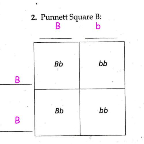 What color are the guinea pig parents in the cross shown in punnett square b?  whi