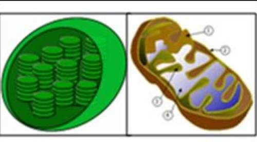 The theory of endosymbiosis suggests that chloroplasts and mitochondria were once free-living prokar
