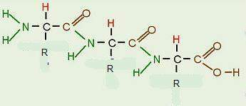 {answer quickly! 50 points! } describe the following protein molecule's structure by i