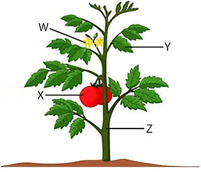 Look at this diagram of a plant.which label points to the feature of a
