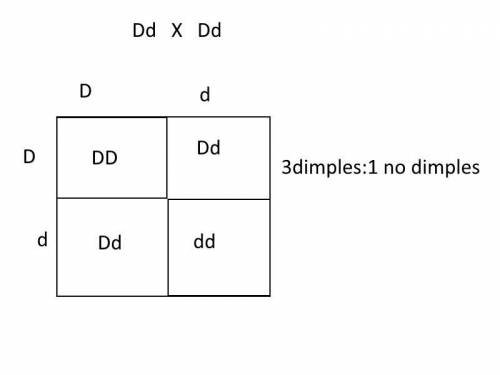 In humans, the allele for dimples (D) is dominant to the allele for no dimples (d). If

two people w
