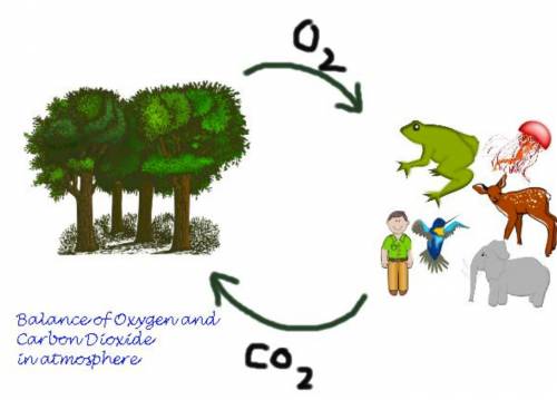 Plants, algae, and cyanobacteria all release what 
as waste that animals use
to breathe.