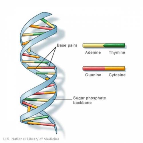 Which statement best describes the structure of a DNA molecule?

DNA is a single-stranded and straig