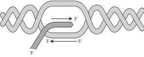 Part of an important cellular process involving a DNA strand is modeled below. What is the purpose o