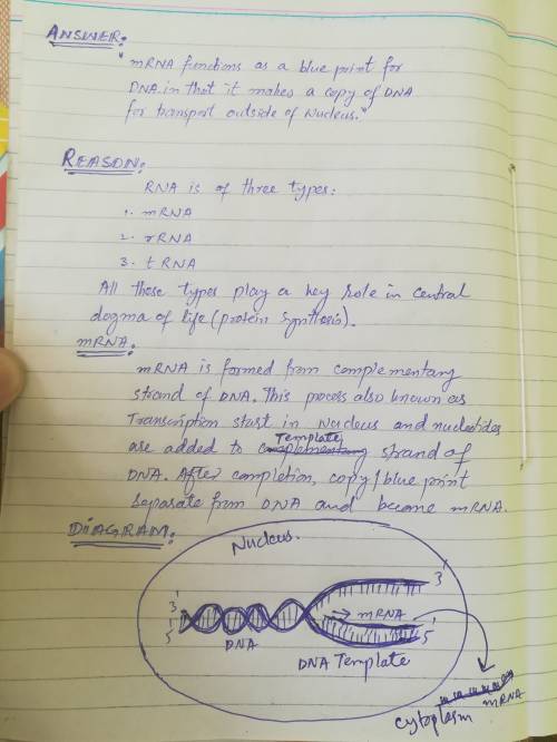 Which type of rna functions as a blueprint for dna in that it makes a copy of the dna for transport 