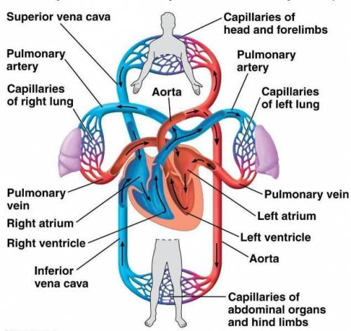 Describe pulmonary circulation pathway using the following terms:  deoxygenated blood, left atrium, 