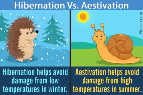 Compare and contrast dormancy and hibernation