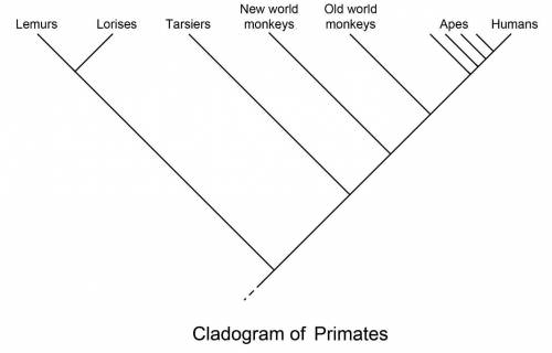Humans are members of the taxonomic order of primates. What scientific reasoning is used to place hu