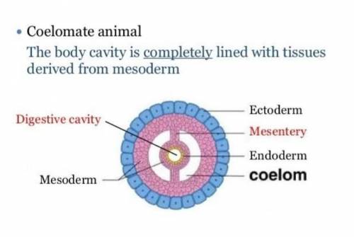 Identify the cavity that develops entirely from the mesoderm.