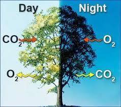 In which of the following forms is carbon present in the atmosphere?  carbon dioxide glucose oil wat