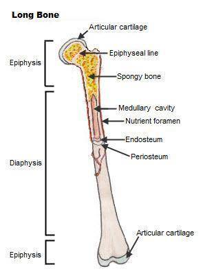 Draw a long bone and label it's parts.

Articular cartilage
Spongy bone
Periosteum
Comact bone