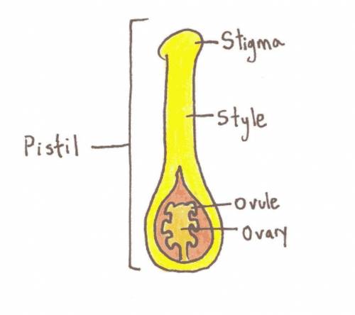 Pls help i will mark brainliest

What is a similarity between the ovule and the stigma?
The ovule an
