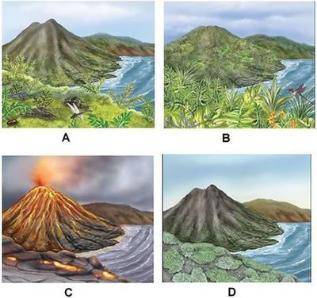 Which answer choice shows the correct order of primary succession after a volcanic eruption? A. A, C
