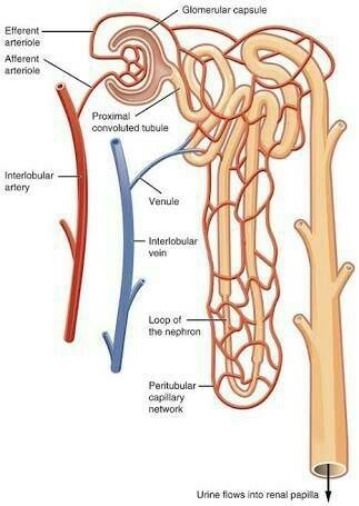 Describe the path of the flow of filtrate through the nephron