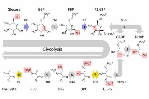 The starting molecule for glycolysis is
