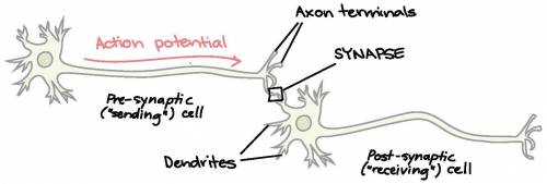 What two locations on a neuron membrane can we find synapses?