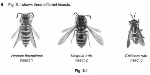 Insect 1 : Vespula flavopilosa

Insect 2: Vespula rufaInsect 3: Callicera rufa(a) Insects 1 and 2 ar