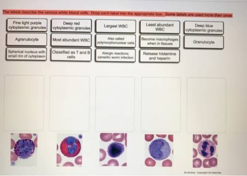 The labels describe the various white blood cells. drop each label into the appropriate box. some la