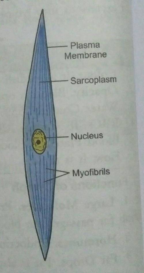 Draw neat and labelled diagram of smooth muscle?