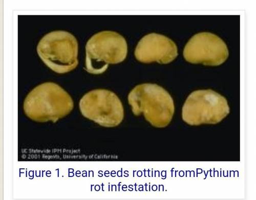 [LONG ANSWER] Two groups of cloned seeds from a lima bean plant are grown under two conditions:

1)