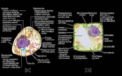 List and explain the function of 7 major organelles of animal cell