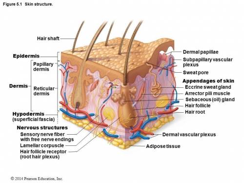 The dermis is composed of the papillary layer and the