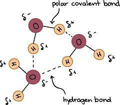 Which of the following statements are true about hydrogen bonds? (More than one)

A.) A hydrogen bon