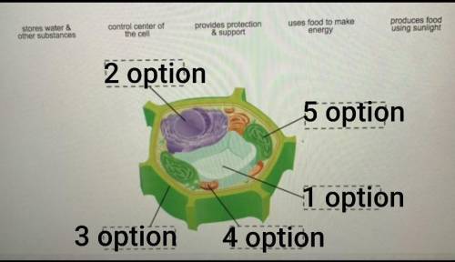 Directions: Drag each label to the correct location on the image.

A diagram of a plant cell is show