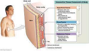 The body layers that can be dissected in the dissection study area are arranged from superficial to