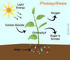 How does light intensity and distance affect the rate of photosynthesis? How do you know?
