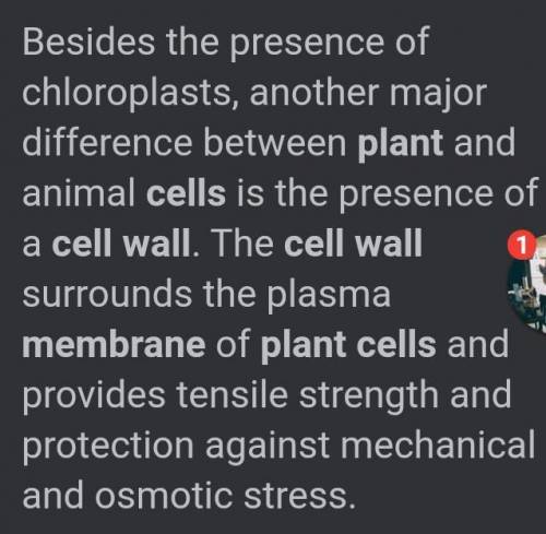Is a cell wall found in a plant cell?