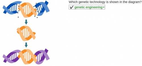Which genetic technology is shown in the diagram?
