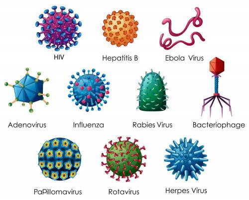 The variety of a virus? 
the variety of bacteria?