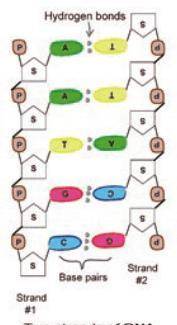 DNA structure diagram