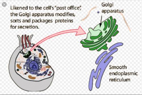 Which organelle modifies and packages proteins for transport