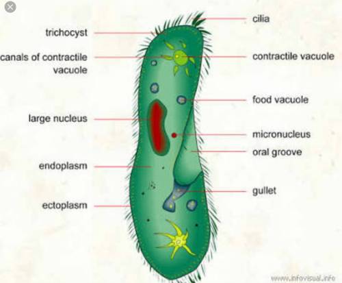 What kind of organism gets food using cilia?  euglena amoeba parameciumalga