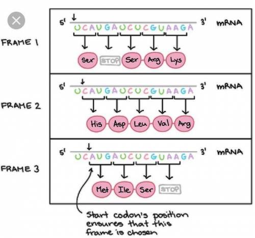 DNA has the sequence GTA. If this were transcribed into mRNA, what would the mRNA codon look like?