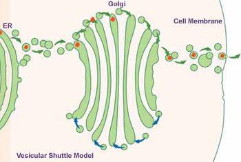 Ascientist develops a chemical that prevents golgi bodies from functioning. contrast the specific ef
