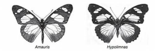 The drawings show two different species of butterfly.

Both species can be eaten by most birds.
Amau