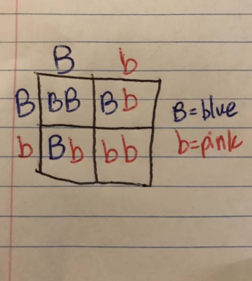 In a cross Bb x Bb (B = Blue petals and b = pink petals), how many offspring will have the genotype