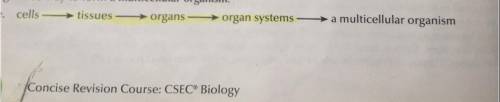 (30 POINTS) Which order shows the levels of organization from largest to smallest?

organism, organ