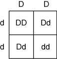 If Delray and his wife decide to have children, then which Punnett square correctly shows the probab