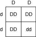 If Delray and his wife decide to have children, then which Punnett square correctly shows the probab