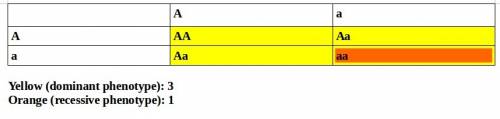 In a heterozygote cross (aa x aa) what is the probability of producing offspring that exhibit the do