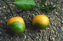 You are an orange farmer in florida and your trees suffer from citrus greening. what can you do to s