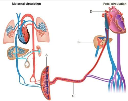 Which structures in the diagram above connects the umbilical vein with the vena cava and connects th