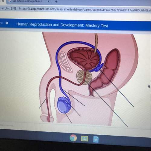 Identify the parts of the male reproductive system on the diagram