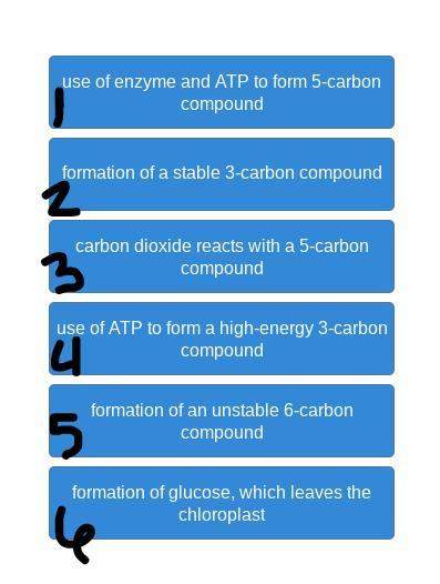 Need asap! 20 pts and brainliest to correct answer beginning with carbon fixation, arr