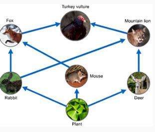 Answer asap! will give brainliest.  use the food web to determine which organisms are c