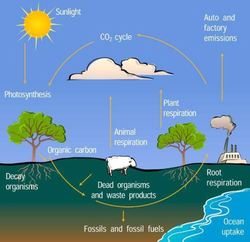 List the path that co2 takes from the air- through photosynthesis and respiration- back into the air